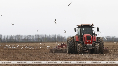 Ранние яровые зерновые в Беларуси посеяли на 90% площадей