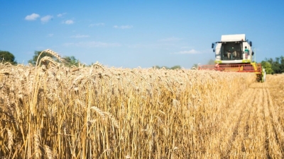 Белорусские аграрии стремятся к пропорции 90/10 в использовании отечественных и покупных семян