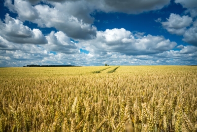 При хорошей агротехнике можно получать замечательные урожаи и на белорусских сортах
