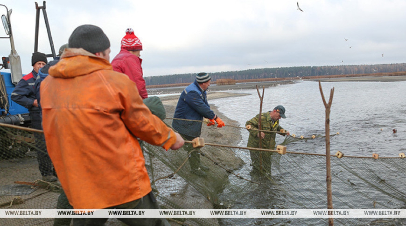 В Беларуси определены места и условия для промыслового рыболовства мигрирующего угря