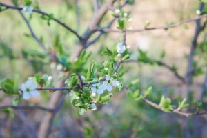 Весеннее равноденствие-2026: когда в Беларусь придет астрономическая весна и как ее встречать