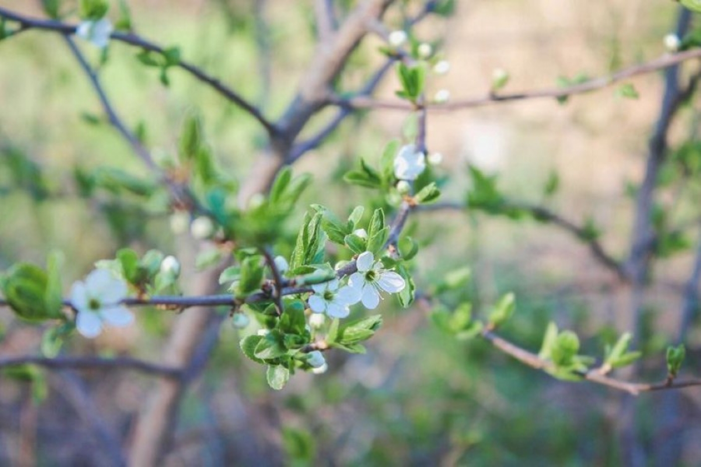 Весеннее равноденствие-2026: когда в Беларусь придет астрономическая весна и как ее встречать