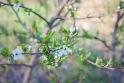 Весеннее равноденствие-2026: когда в Беларусь придет астрономическая весна и как ее встречать