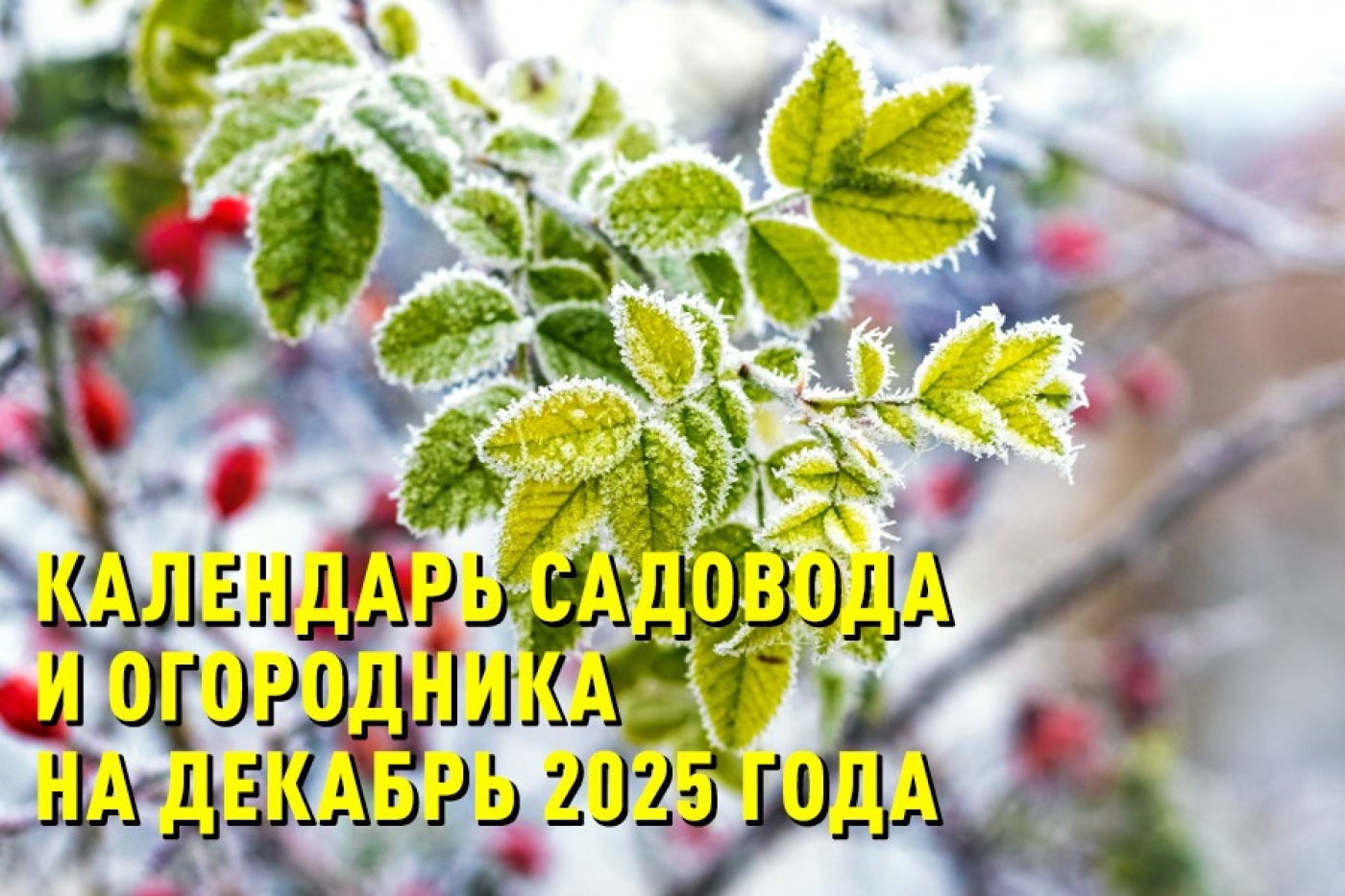 Календарь садовода и огородника на декабрь 2025 года