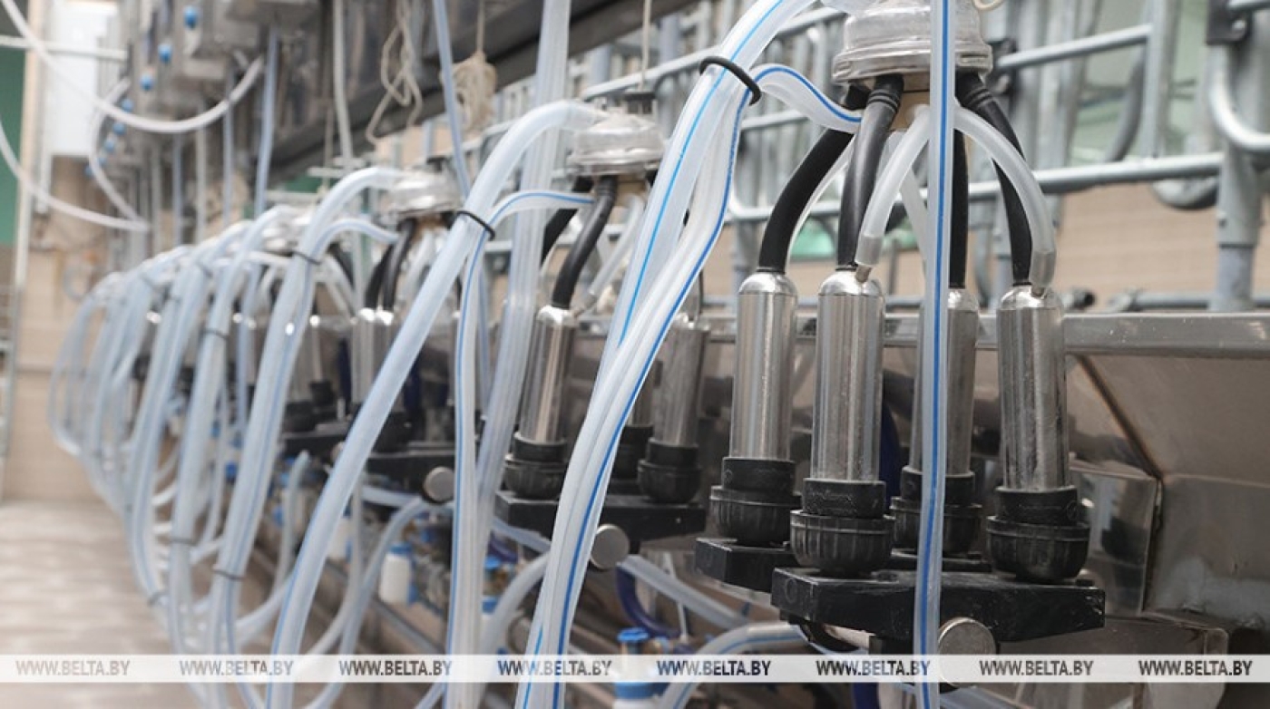 Семь районов Беларуси в 2024 году преодолели планку в 9 тонн надоев на корову в год