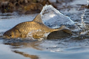 С 16 марта по 8 июня 2026 года проводится специальное комплексное мероприятие «Нерест»
