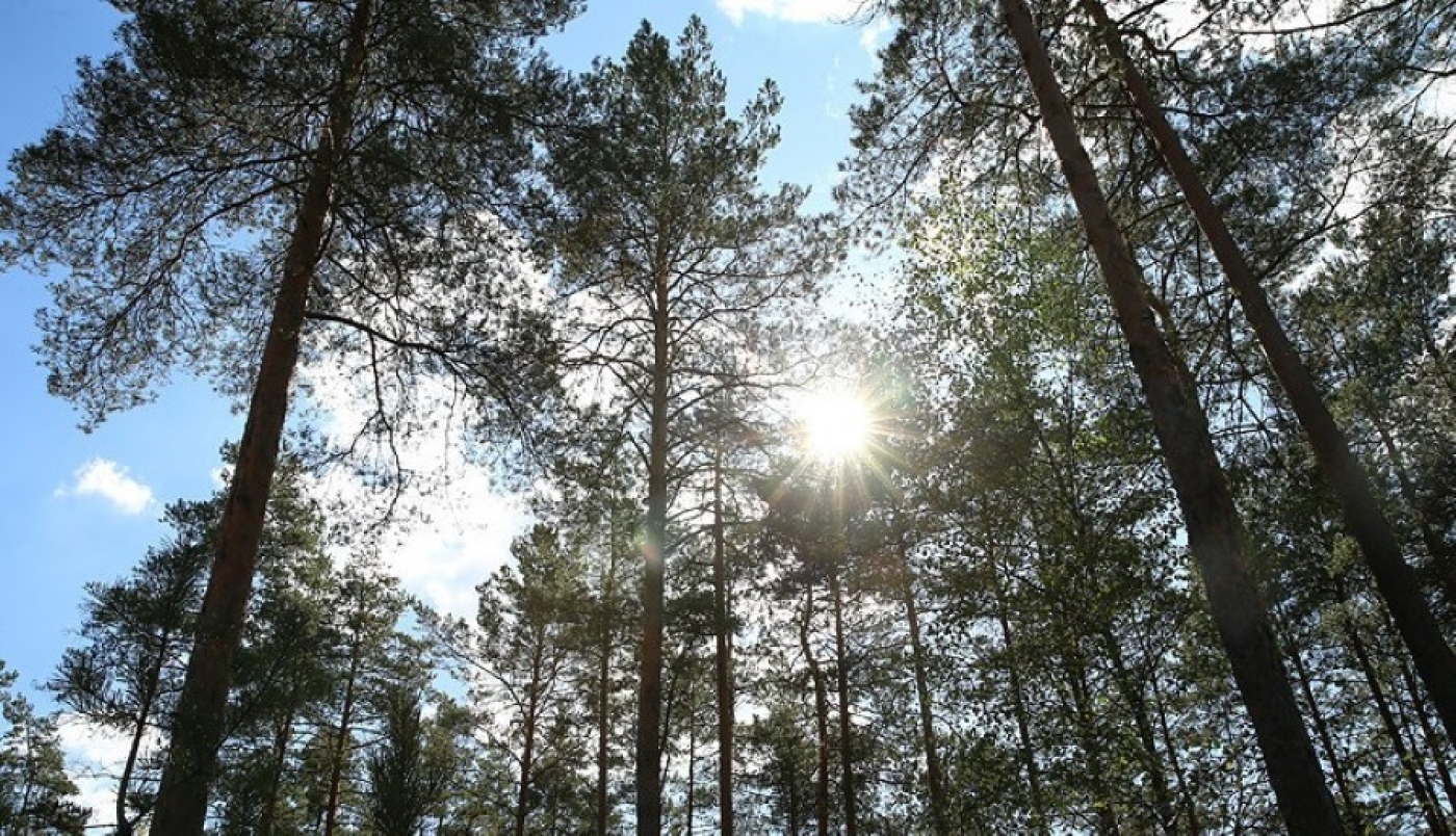 Куда мигрирует ель и чем ее заменить? Об особенностях лесовосстановления рассказали в Минлесхозе