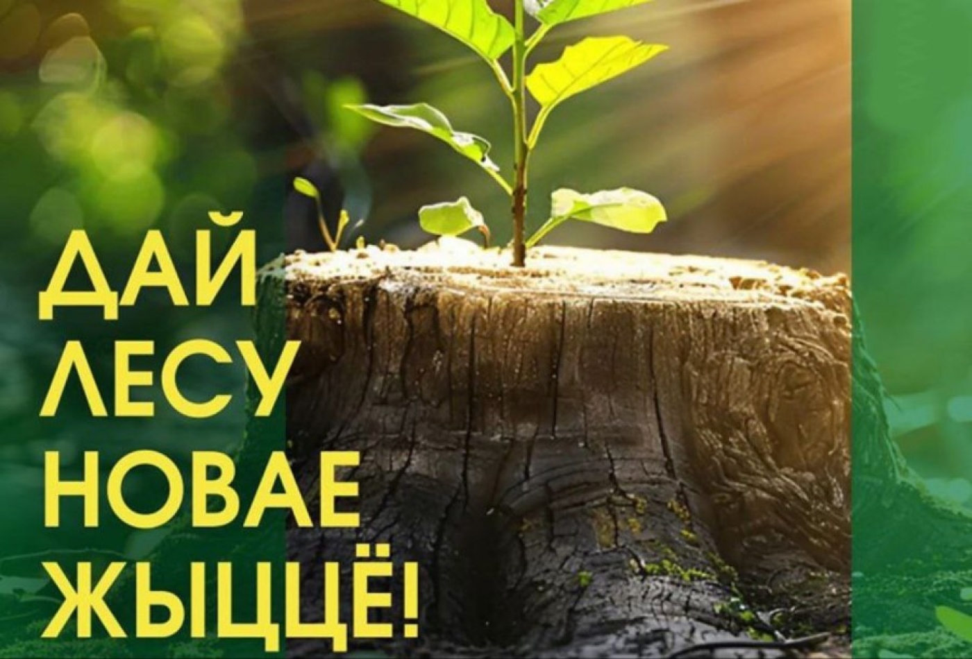 Акция «Дай лесу новае жыццё!» на Березинщине!