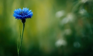 Какие цветы можно высаживать сразу в грунт