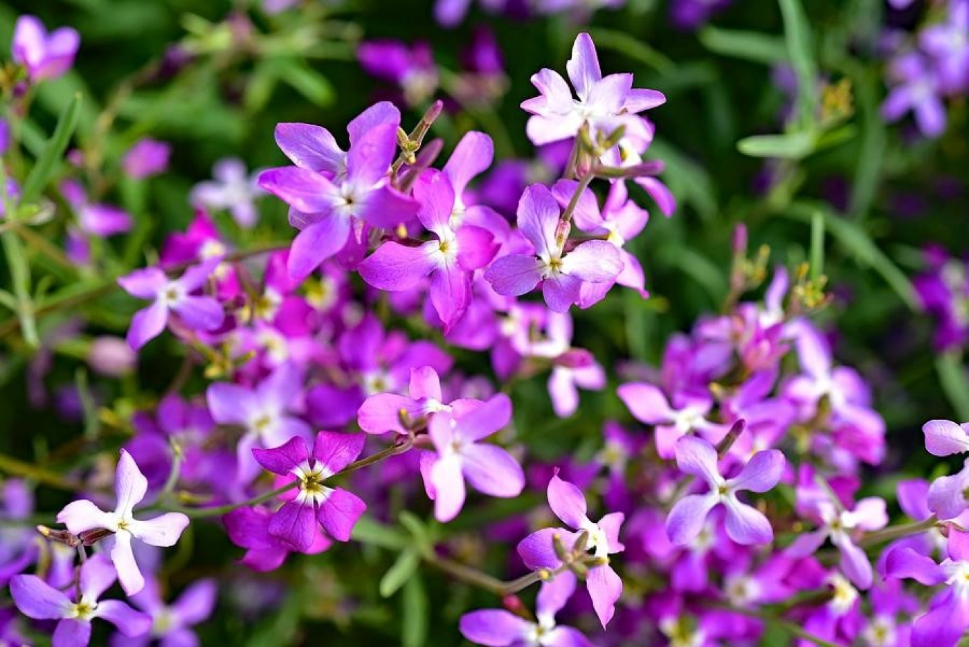 Какие цветы можно высаживать сразу в грунт