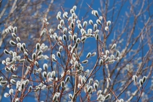 Пасхальная верба: где взять, как украшать и можно ли выбрасывать