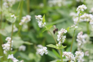 В Беларуси стартовала уборка проса и гречихи