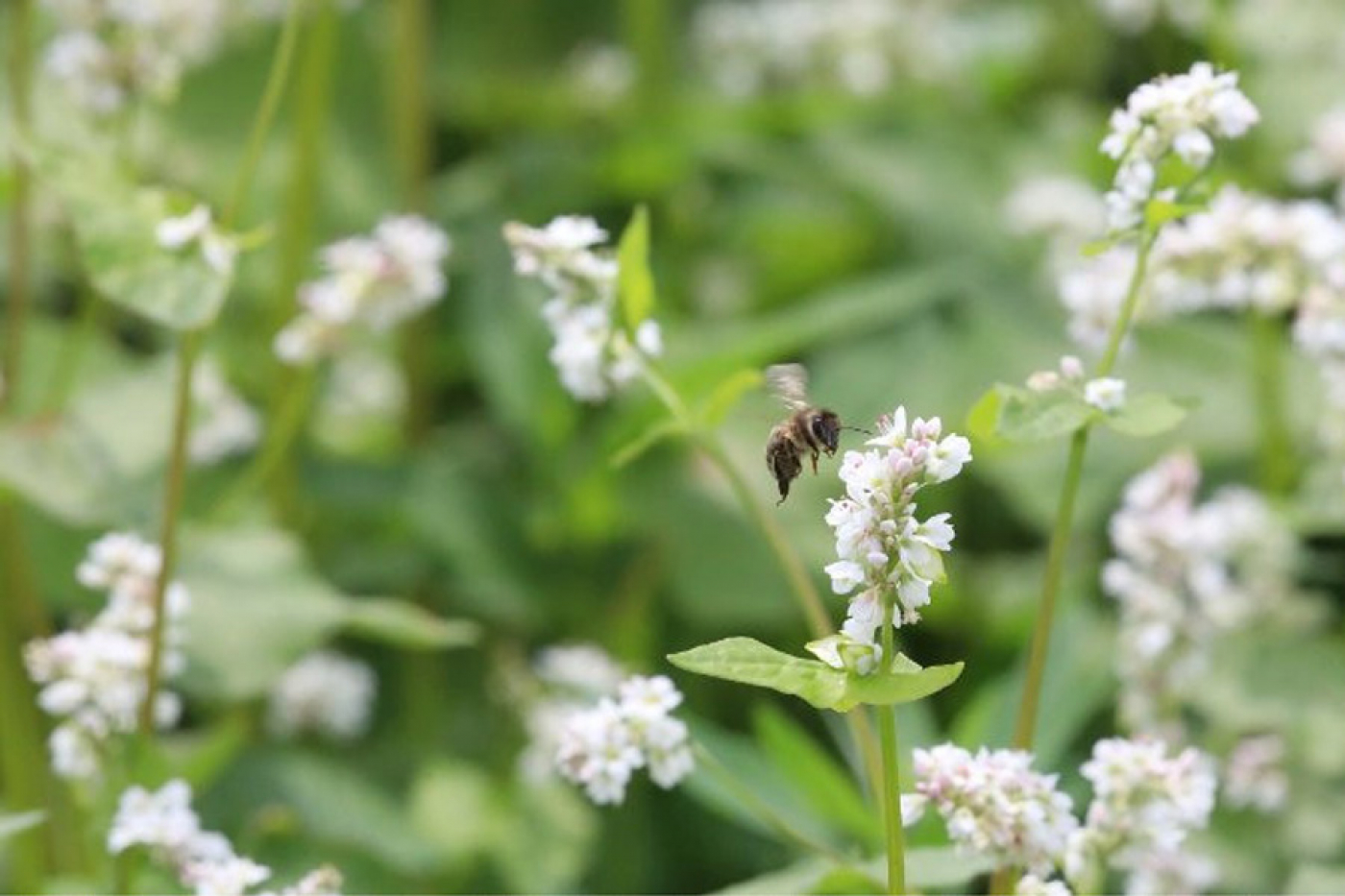 В Беларуси стартовала уборка проса и гречихи
