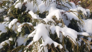 До -29°С и гололедица прогнозируется в Беларуси 8 января