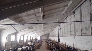 На сельхозпредприятии в Червенском районе скрывали падеж скота