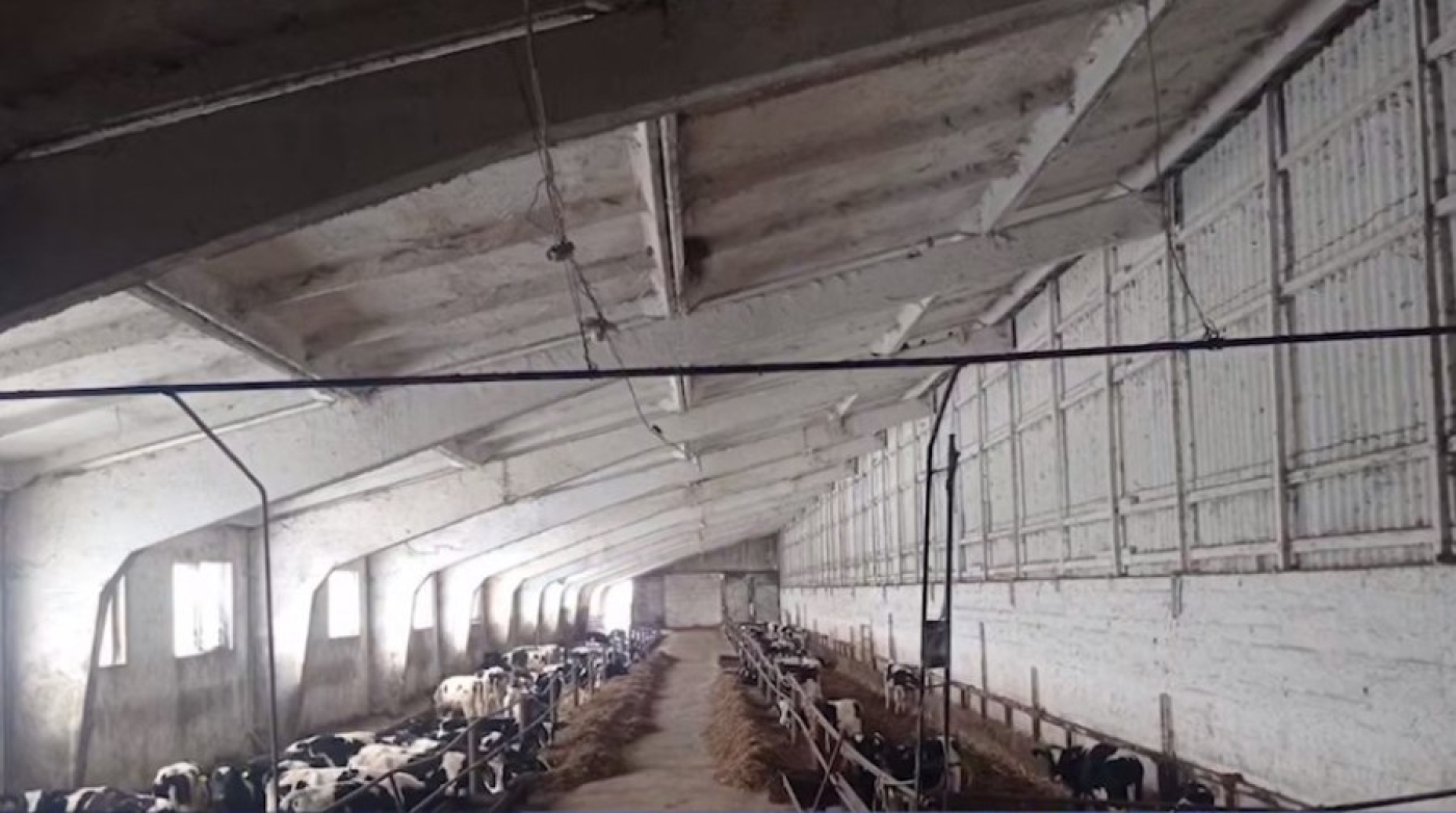 На сельхозпредприятии в Червенском районе скрывали падеж скота