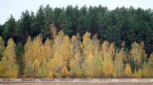 В Пинском районе спасатели вывели из леса заблудившуюся женщину
