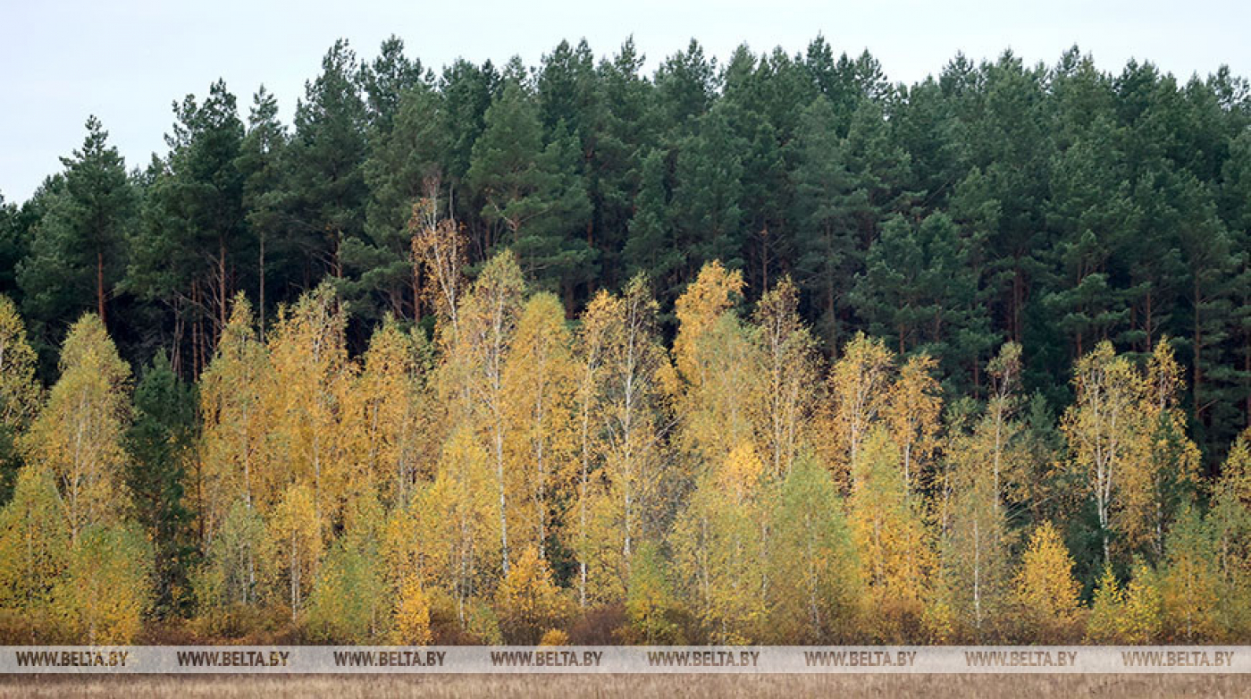 В Пинском районе спасатели вывели из леса заблудившуюся женщину
