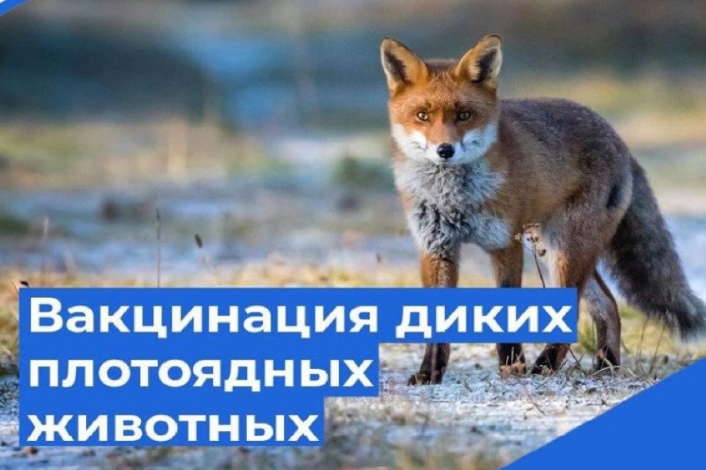 Вакцинация диких плотоядных животных будет проводиться в Минской области с 18 апреля