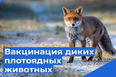 Вакцинация диких плотоядных животных будет проводиться в Минской области с 18 апреля