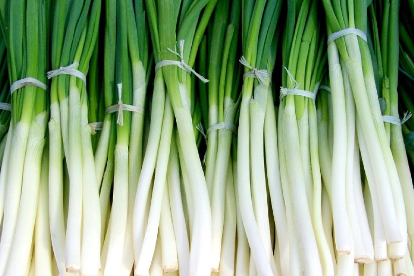 Хватит покупать зеленый лук: как выращивать его на окне и не тратить деньги