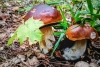 Важно знать в сезон сбора ягод и грибов. МНС рассказало, кто освобожден от уплаты подоходного налога