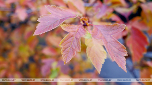 Порывистый ветер и без осадков ожидается в Беларуси 17 сентября