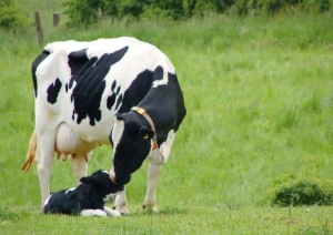 "Основной - голштинский". Какие виды коров есть в Беларуси