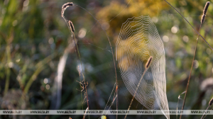 Без осадков и +25°С по юго-западу будет сегодня в Беларуси