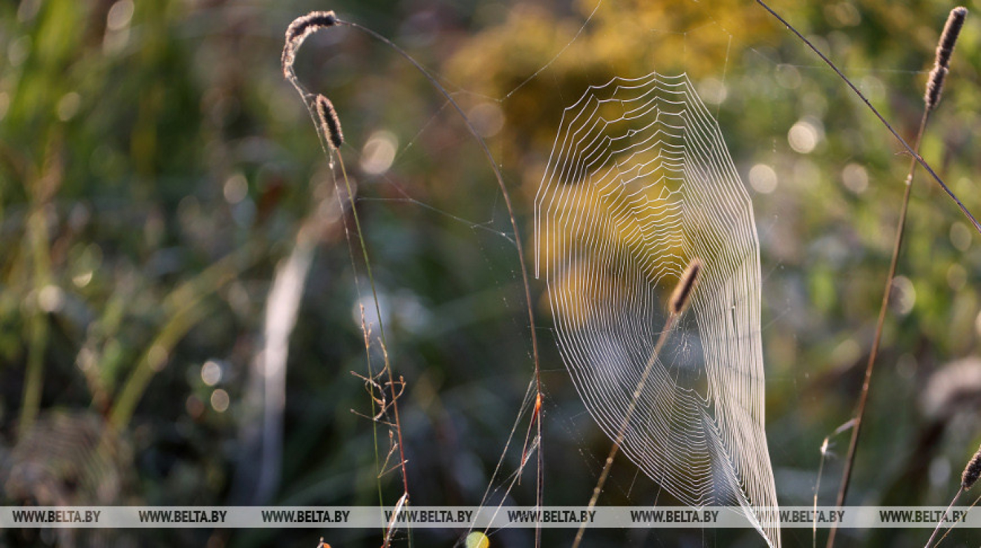 Без осадков и +25°С по юго-западу будет сегодня в Беларуси