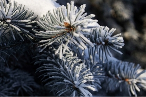 Рейтинг лесных питомников обновили в Минлесхозе. Кто стал лучшим по итогам 2025 года?