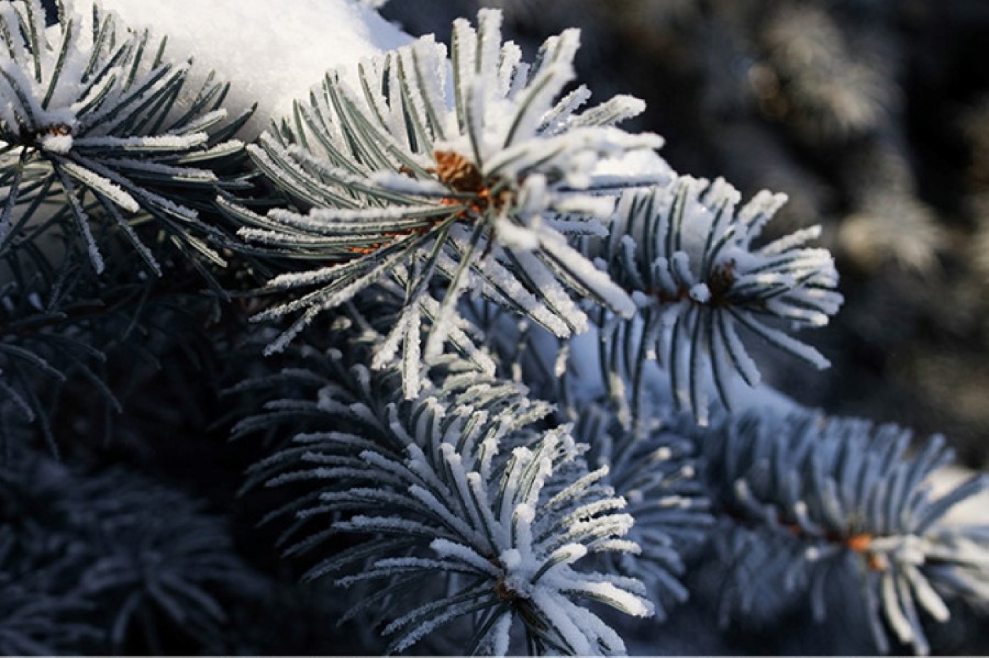 Рейтинг лесных питомников обновили в Минлесхозе. Кто стал лучшим по итогам 2025 года?