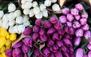 Лесхозы Беларуси готовятся к старту массовой торговли тюльпанами