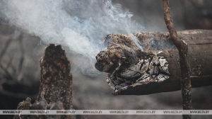 Более 40 пожаров в природных экосистемах ликвидировали в Беларуси за сутки