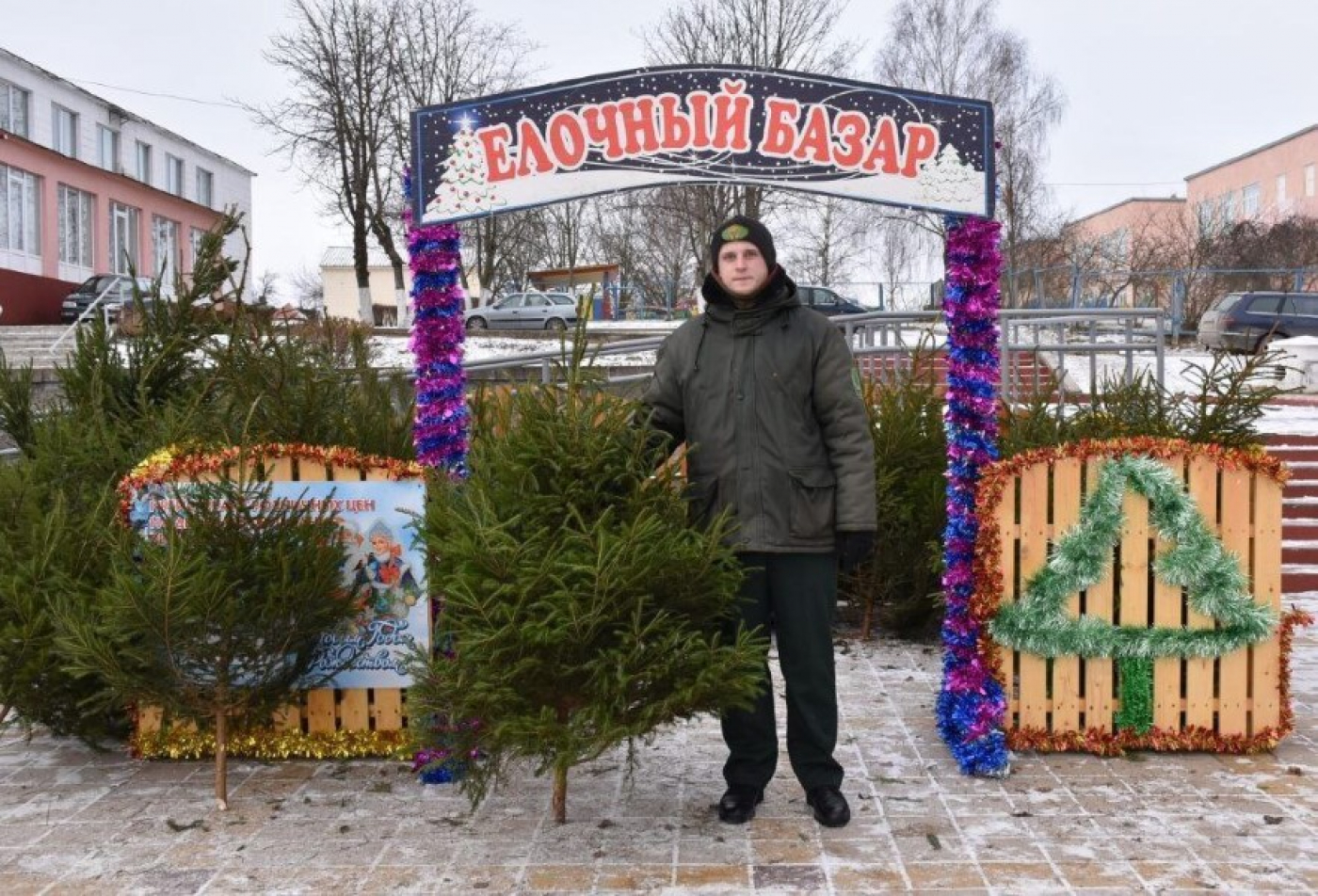 Где можно купить живую ель?