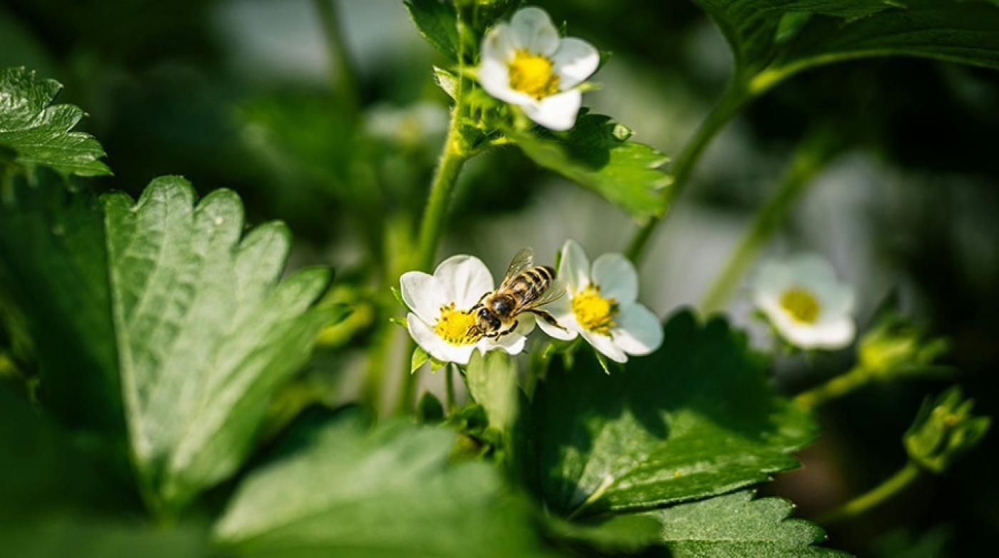 В Беларуси зимой зацвела клубника, распустил бутоны рододендрон. Что говорят ученые