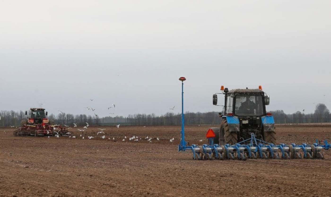 В Беларуси начался сев сахарной свеклы