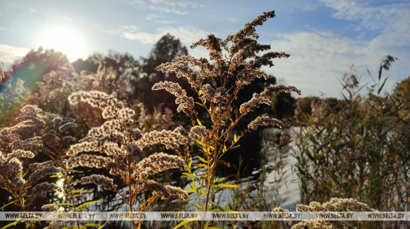 Порывистый ветер ожидается в Беларуси 31 октября