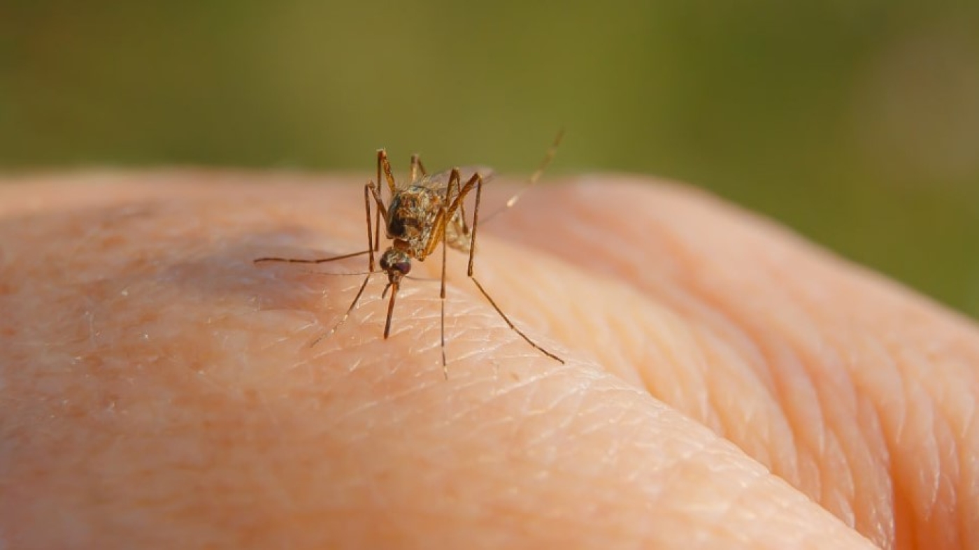 Любители пива — магнит для комаров: ученые объяснили неожиданный эффект