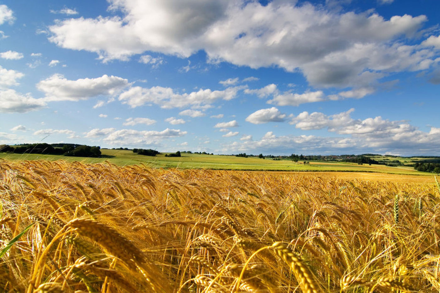 Жніво – стратэгічная задача