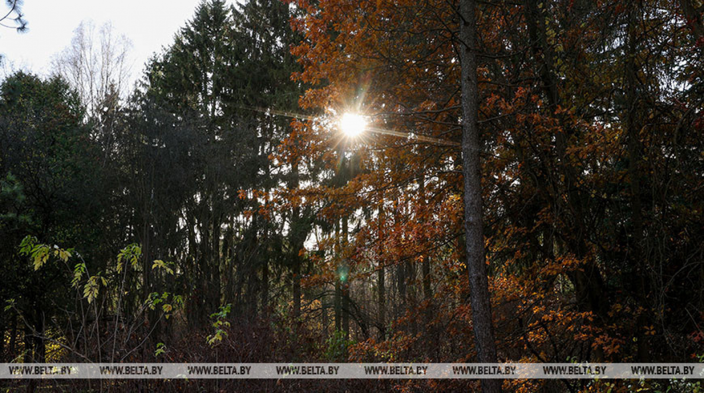 В Беларуси за сутки в лесах потерялись 4 человека