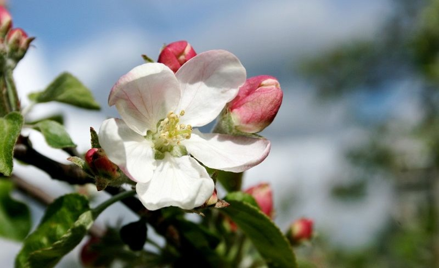 Погода в Беларуси 4 мая: без осадков, штормовое предупреждение и от -2 °С до +23 °С