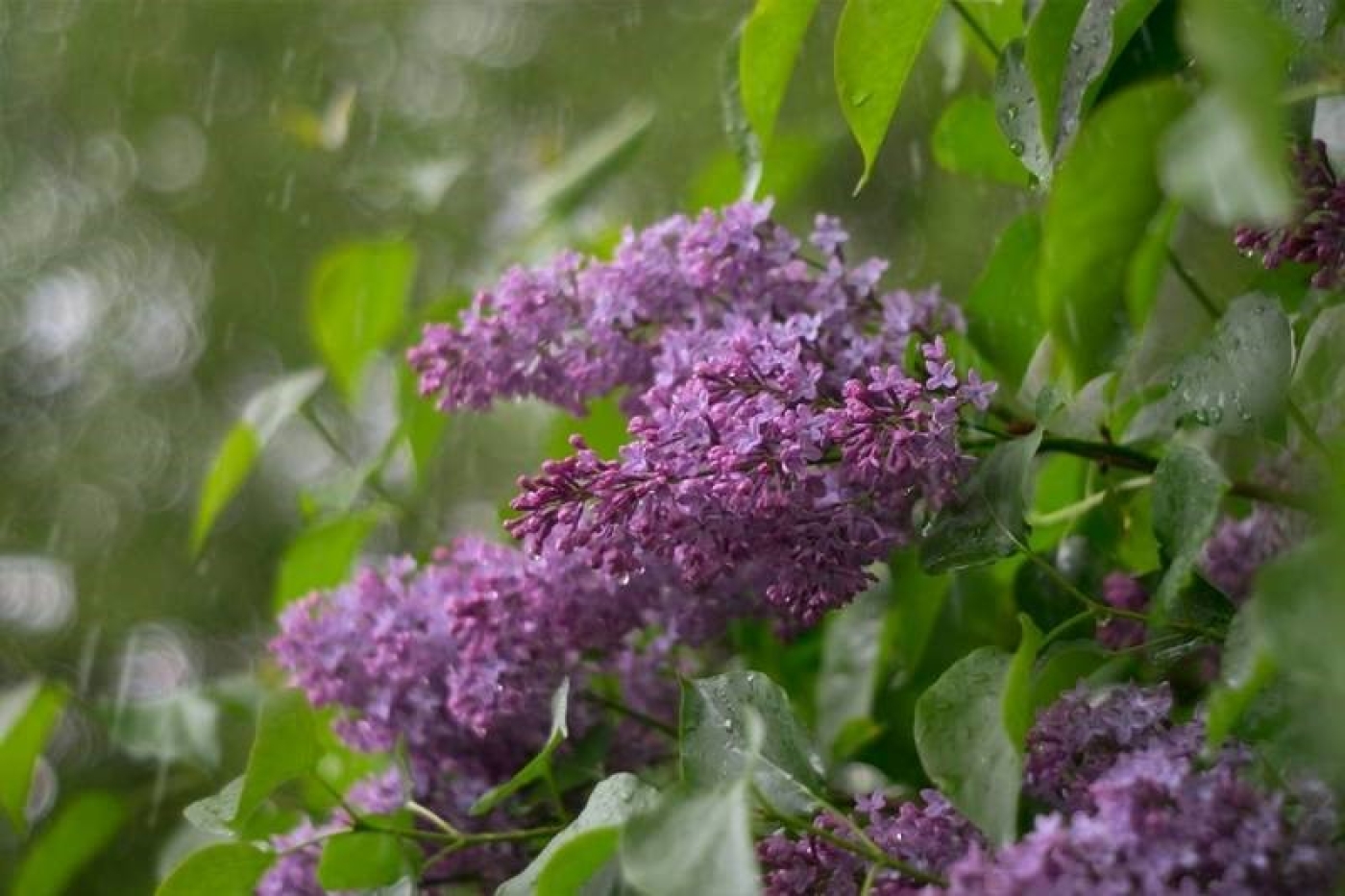 Прогноз погоды на 25 мая: дожди, грозы и до 24 градусов тепла