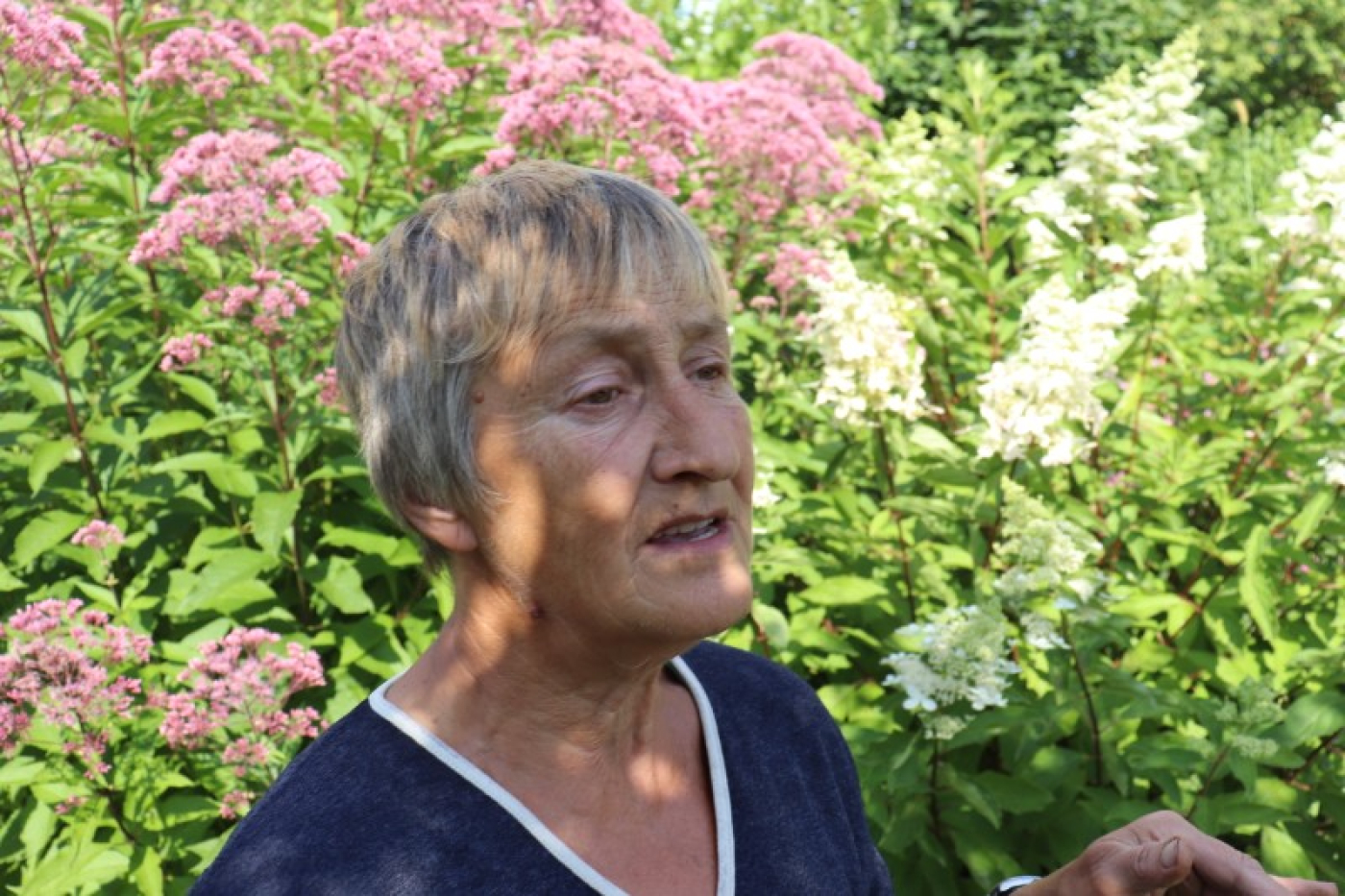 Астильба, дейция, спирея…