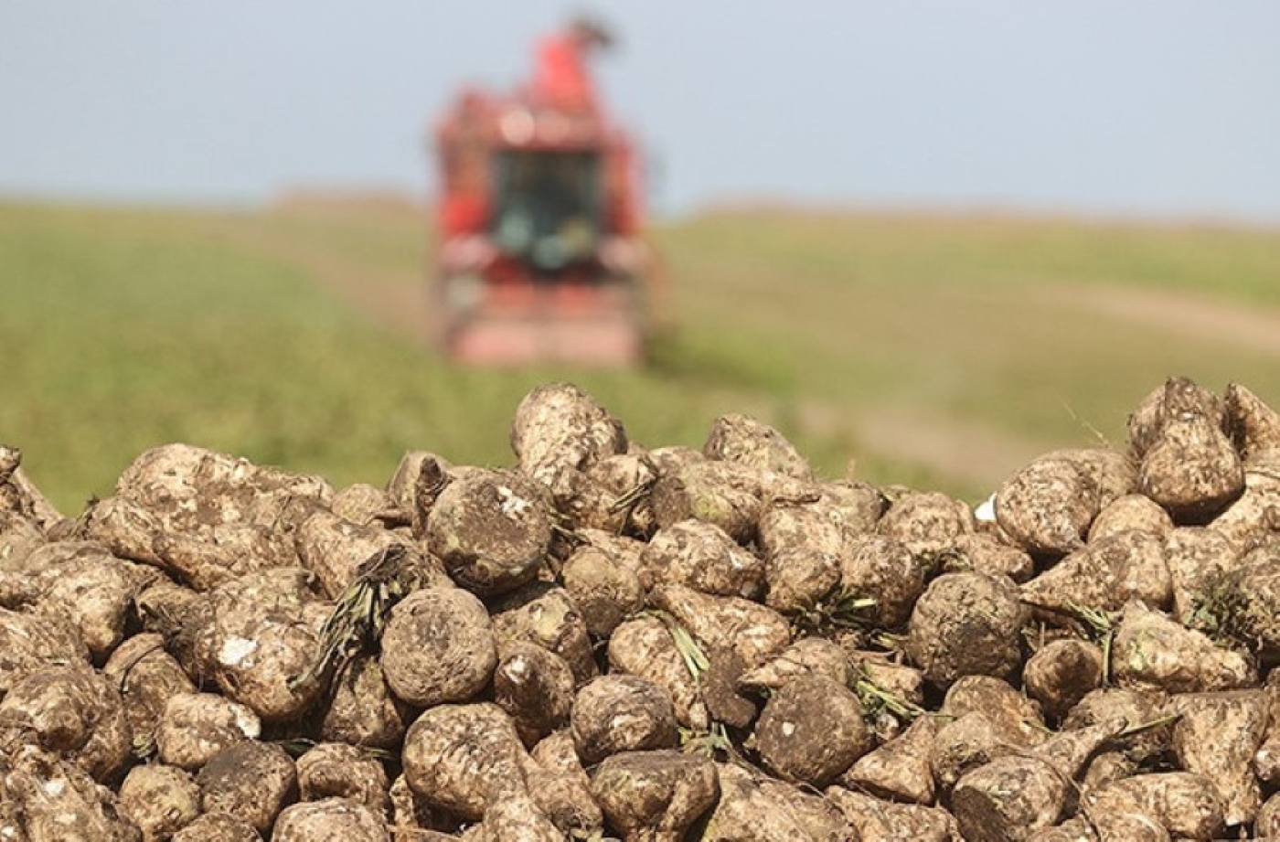 Минcкая область полностью выполнила госзаказ по сахарной свекле