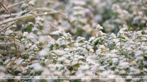 Оранжевый уровень опасности из-за снегопада объявили в Беларуси на 19 ноября