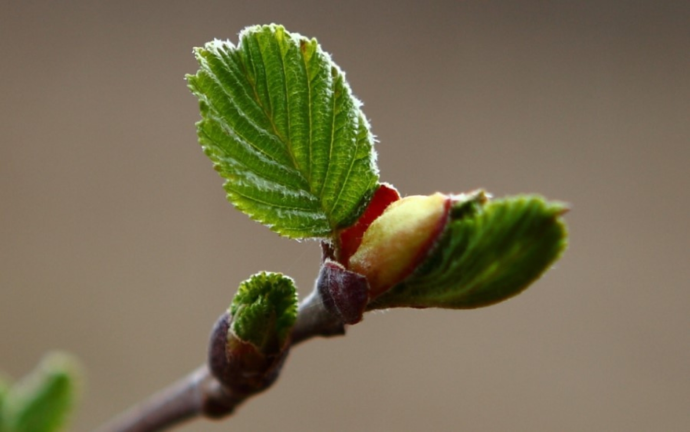 Прогноз погоды на 25 марта: туман, кратковременные дожди и до +13 °С