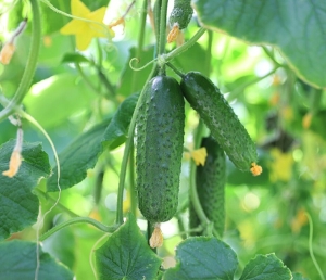 Биолог рассказал, как продлить плодоношение огурцов и поделился двумя простыми способами ускорить созревание томатов