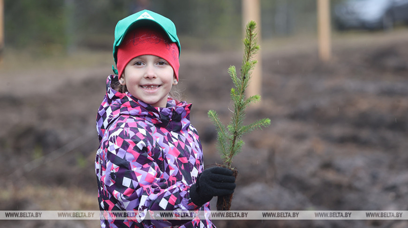 "Что может быть более мирным и созидательным". Минлесхоз о том, как белорусы высаживают новые леса