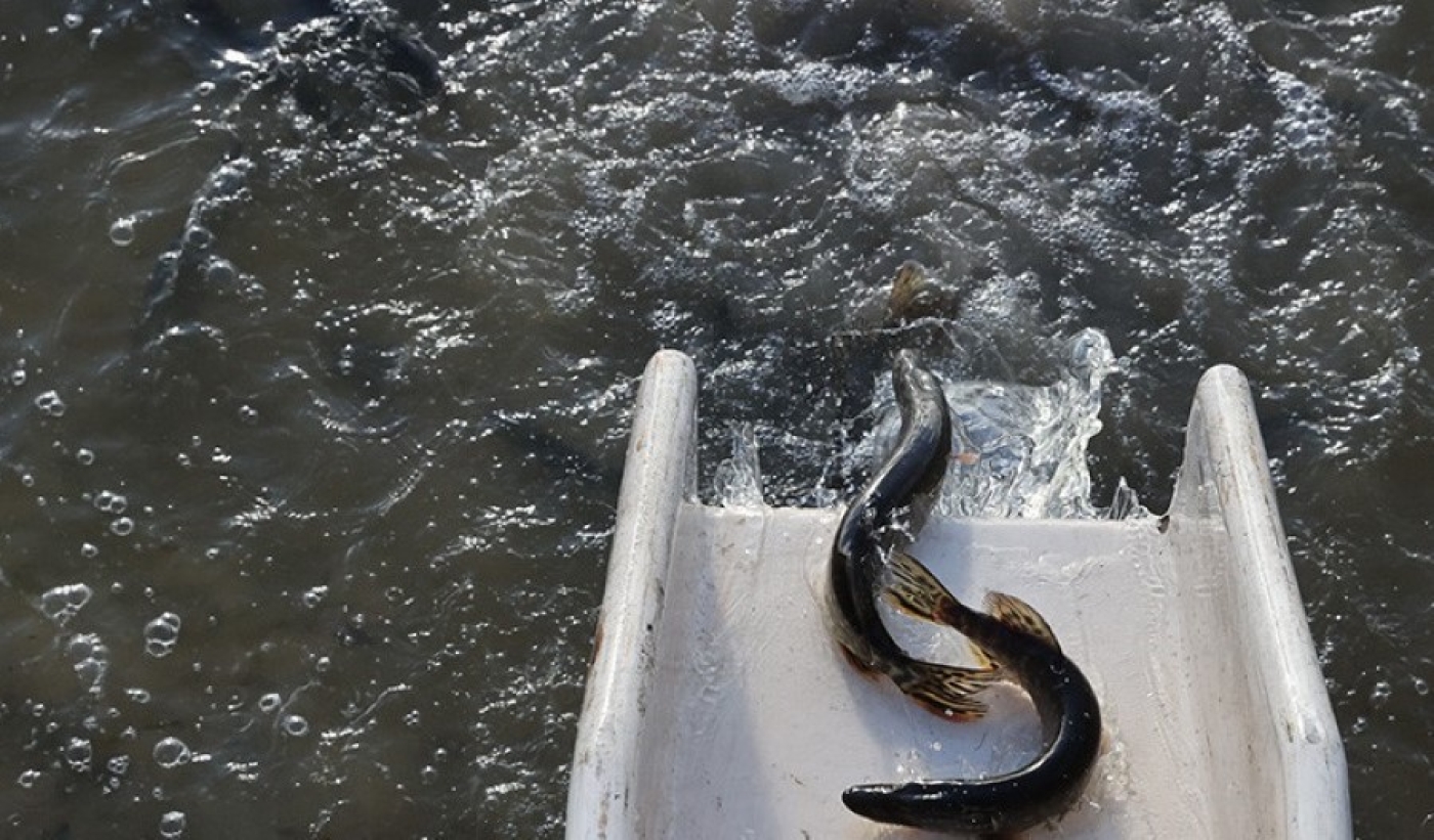 Рост производства, расширение ассортимента. Как планируют развивать рыбоводство в Беларуси